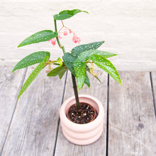 Load image into Gallery viewer, Begonia Tamaya Maculata