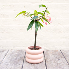 Load image into Gallery viewer, Begonia Tamaya Maculata