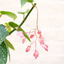 Load image into Gallery viewer, Begonia Tamaya Maculata
