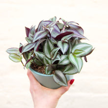 Load image into Gallery viewer, Tradescantia Zebrina 'Silver Inch Plant'