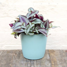Load image into Gallery viewer, Tradescantia Zebrina 'Silver Inch Plant'