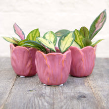 Load image into Gallery viewer, Baby Hoya Carnosa Tricolor 'Krimson Princess'