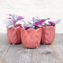 Load image into Gallery viewer, Tradescantia Nanouk 'Silver Inch Plant' (2 sizes)