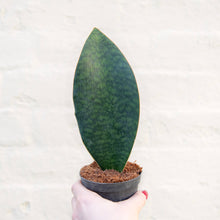 Load image into Gallery viewer, Sansevieria Masoniana 'Victoria' (Whale Fin)