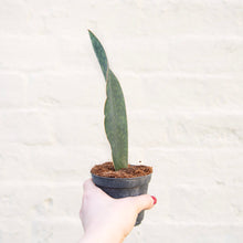 Load image into Gallery viewer, Sansevieria Masoniana 'Victoria' (Whale Fin)
