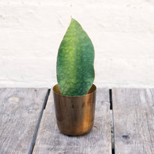Load image into Gallery viewer, Sansevieria Masoniana 'Victoria' (Whale Fin)