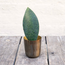 Load image into Gallery viewer, Sansevieria Masoniana 'Victoria' (Whale Fin)