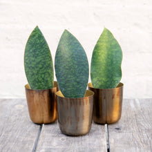 Load image into Gallery viewer, Sansevieria Masoniana 'Victoria' (Whale Fin)