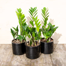 Load image into Gallery viewer, Zamioculcas Zamifolia