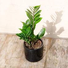 Load image into Gallery viewer, Zamioculcas Zamifolia