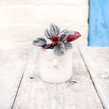 Load image into Gallery viewer, Croucherli: Handmade Ceramic Plant Pots