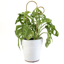 Load image into Gallery viewer, Set of 4 Mini Plant Stakes - Gold