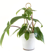 Load image into Gallery viewer, Set of 4 Mini Plant Stakes - Gold