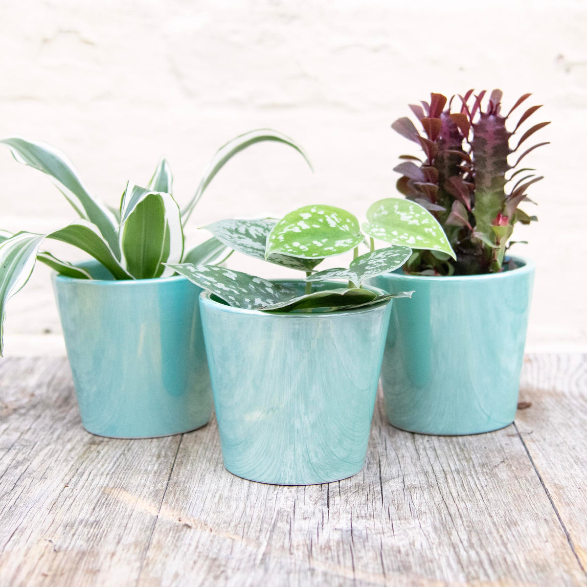 Aqua Daira Plant Pot 8cm Moose Plant Shop