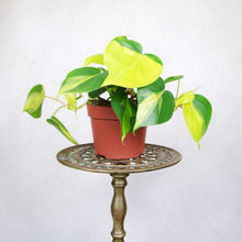 Load image into Gallery viewer, Philodendron Scandens 'Brasil'