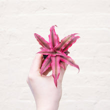 Load image into Gallery viewer, Cryptanthus 'Earth Stars'