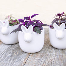 Load image into Gallery viewer, Ceramic White Rabbit Pot