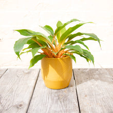 Load image into Gallery viewer, Chlorophytum Orchidastrum 'Fire Flash' (Spider Plant)