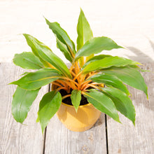 Load image into Gallery viewer, Chlorophytum Orchidastrum 'Fire Flash' (Spider Plant)