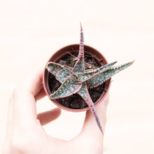 Load image into Gallery viewer, Wonky Baby Plants