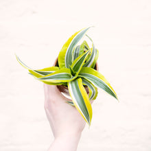 Load image into Gallery viewer, Baby Houseplant Mystery Box