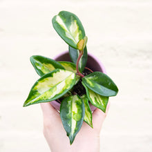 Load image into Gallery viewer, Baby Hoya Carnosa Tricolor 'Krimson Princess'