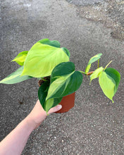 Load image into Gallery viewer, Philodendron Scandens 'Brasil'