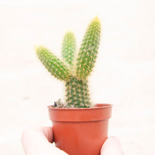 Load image into Gallery viewer, Baby Houseplant Mystery Box