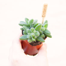 Load image into Gallery viewer, Baby Houseplant Mystery Box