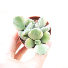 Load image into Gallery viewer, Baby Houseplant Mystery Box