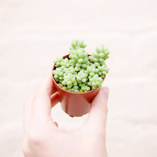 Load image into Gallery viewer, Baby Houseplant Mystery Box