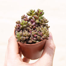 Load image into Gallery viewer, Baby Houseplant Mystery Box