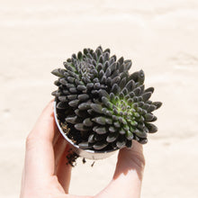 Load image into Gallery viewer, Baby Houseplant Mystery Box