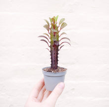 Load image into Gallery viewer, Baby Houseplant Mystery Box