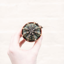 Load image into Gallery viewer, Baby Houseplant Mystery Box