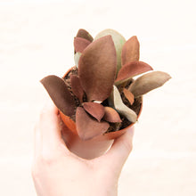 Load image into Gallery viewer, Kalanchoe Orgyalis 'Copper Spoon Plant'