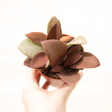 Load image into Gallery viewer, Kalanchoe Orgyalis 'Copper Spoon Plant'