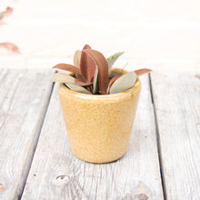 Load image into Gallery viewer, Kalanchoe Orgyalis 'Copper Spoon Plant'