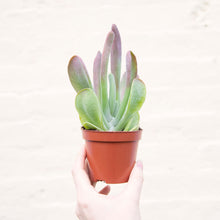 Load image into Gallery viewer, Kalanchoe Thyrsiflora 'Oricula'