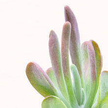 Load image into Gallery viewer, Kalanchoe Thyrsiflora 'Oricula'