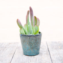 Load image into Gallery viewer, Kalanchoe Thyrsiflora 'Oricula'