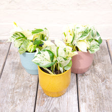 Load image into Gallery viewer, Epipremnum Aureum 'Happy Leaf' - Manjula Pothos