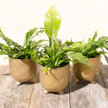 Load image into Gallery viewer, Microsorum ‘Crocodyllus’ - Crocodile Fern