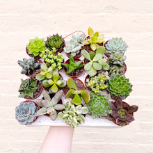 Load image into Gallery viewer, Mystery Mini Succulent Mix