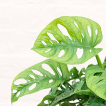 Load image into Gallery viewer, Monstera Adansonii 'Monkey Mask'