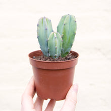 Load image into Gallery viewer, Myrtillocactus Geometrizans 'Blue Candle Cactus'