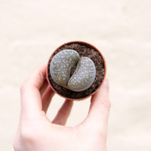 Load image into Gallery viewer, Baby Lithops 'Living Stones'