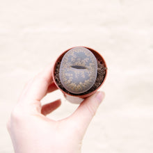 Load image into Gallery viewer, Baby Lithops 'Living Stones'