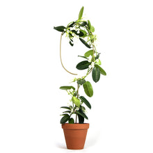 Load image into Gallery viewer, Golden Plant Stake