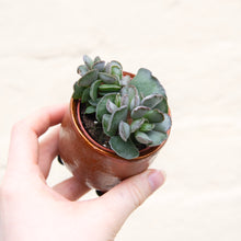 Load image into Gallery viewer, Adromischus Mix 'Plover Eggs Plant'